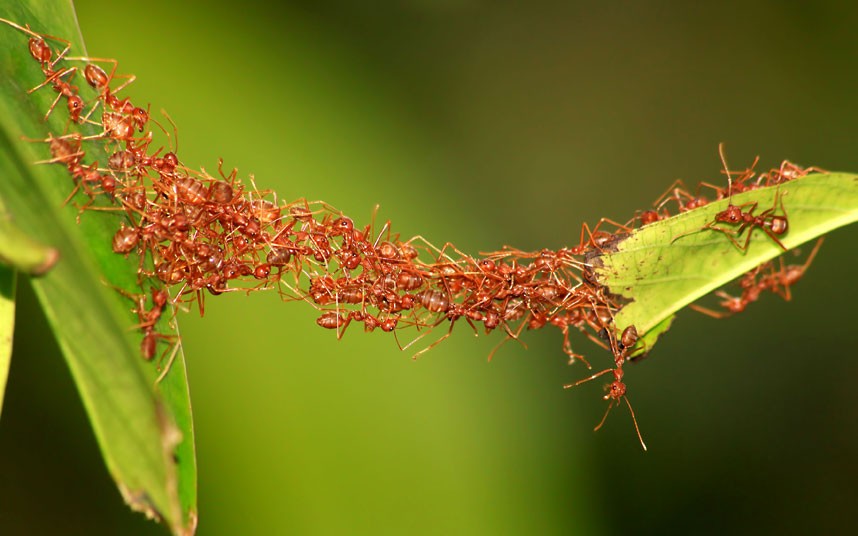 hormigas colaborativas